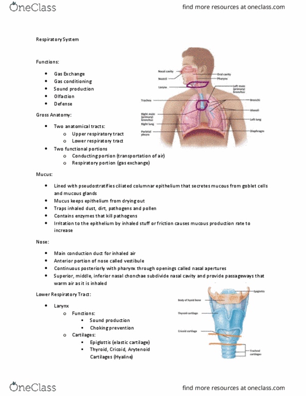 CAS BI 106 Lecture Notes - Lecture 17: Arytenoid Cartilage, Elastic Cartilage, Epiglottis thumbnail