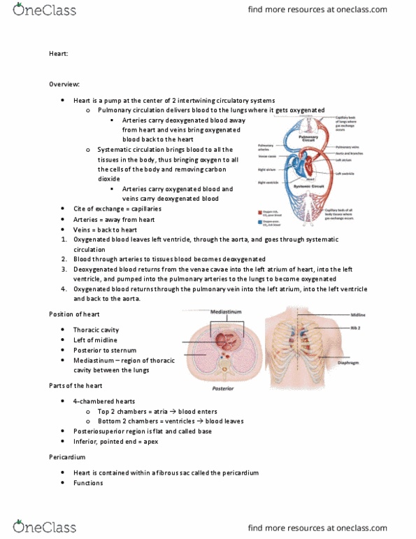 CAS BI 106 Lecture Notes - Lecture 14: Superior Vena Cava, Pulmonary Vein, Pericardium thumbnail