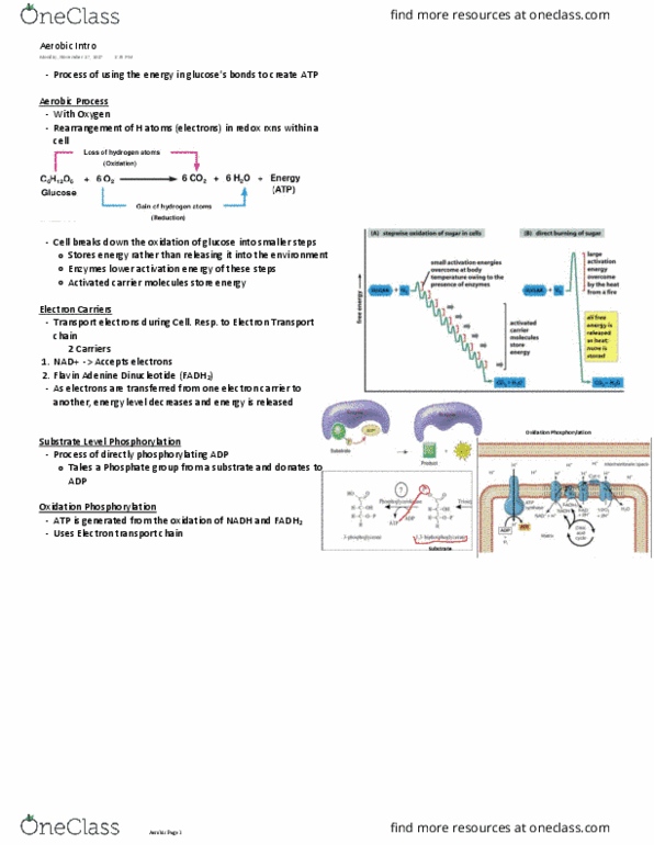 BIOLOGY 151 Lecture Notes - Lecture 22: Nicotinamide Adenine Dinucleotide, Adenine, Intramembrane Protease thumbnail