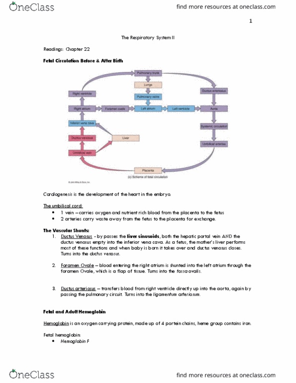 HTHSCI 1CC6 Chapter Notes - Chapter 22: Bohr Effect, Perfusion, Erythropoietin thumbnail