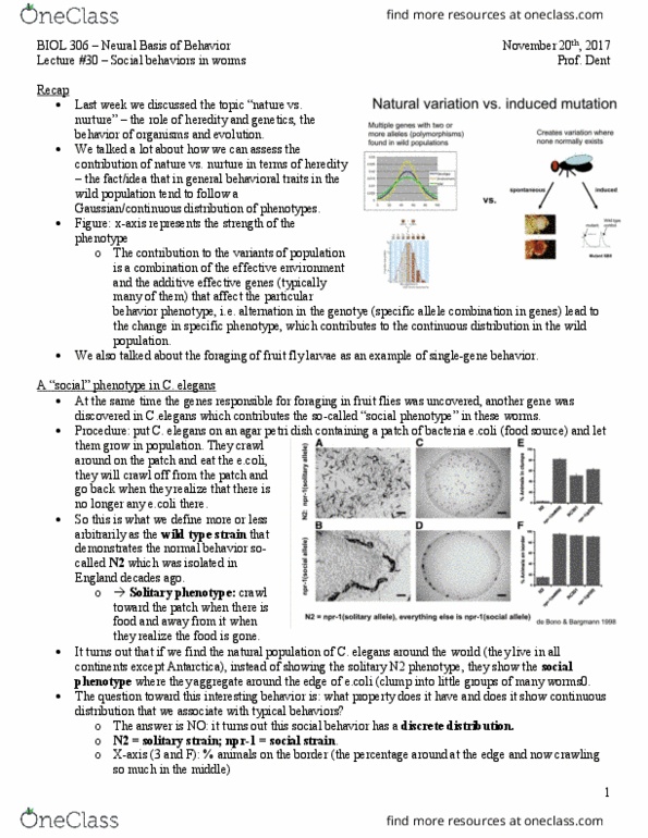 BIOL 306 Lecture Notes - Lecture 30: Globin, Hemoglobin, Sensory Neuron thumbnail