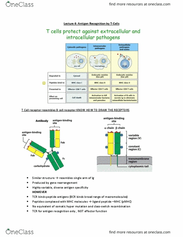 BIOC39H3 Lecture Notes - Lecture 4: Proteasome, Aminopeptidase, Antigen Processing thumbnail