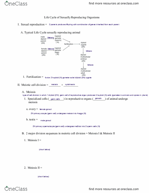 BIOS 101 Lecture Notes - Lecture 17: Y Chromosome, Spermatogenesis, Karyotype thumbnail