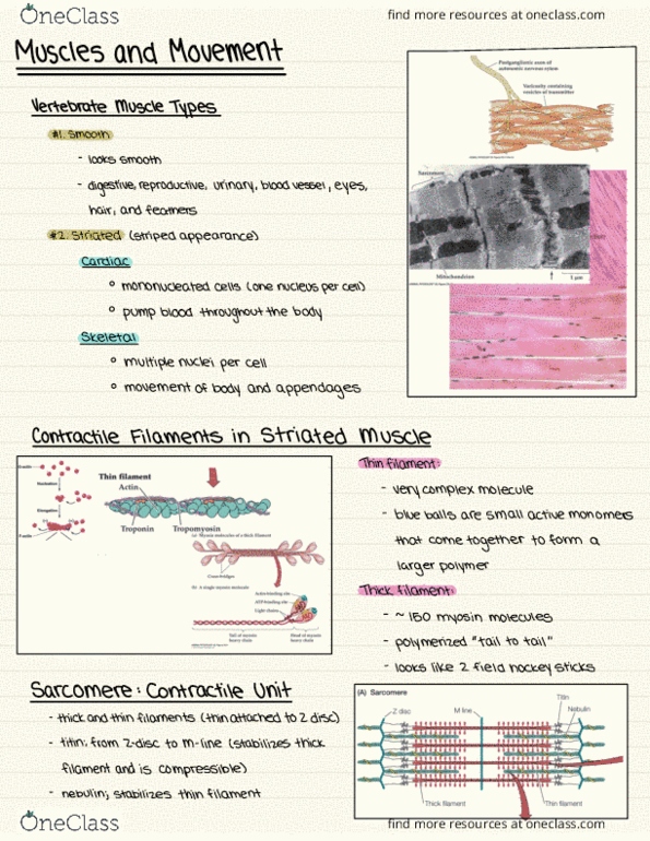 Biology 2601A/B Lecture Notes - Lecture 18: Hydrostatic Skeleton, Blood Vessel, Endoskeleton thumbnail