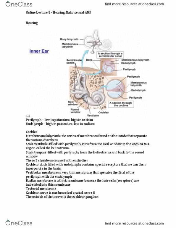 KINESIOL 2Y03 Lecture Notes - Lecture 8: Cholinergic, Sympathetic Ganglion, Basilar Membrane thumbnail