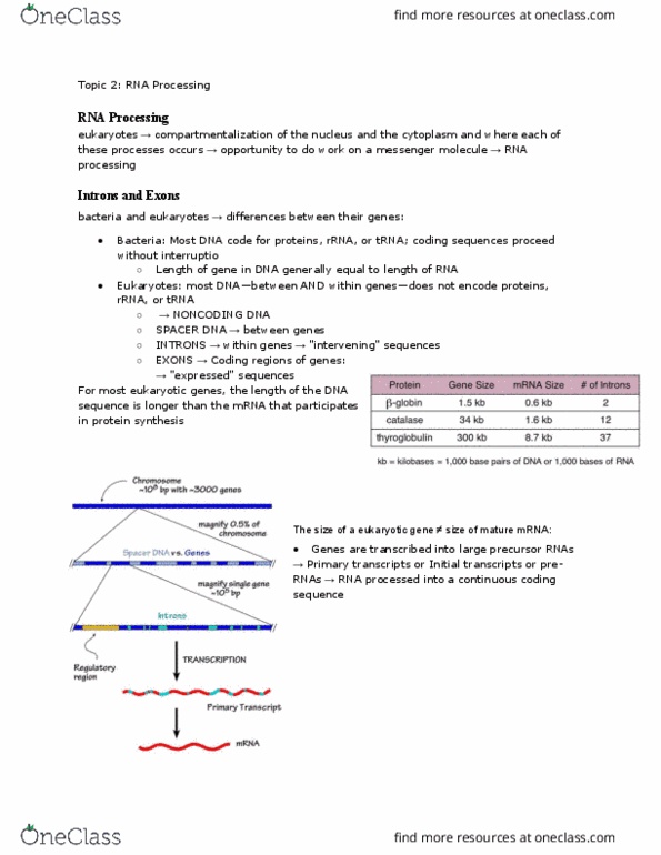 MCB 150 Lecture Notes - Lecture 15: Snrnp, Exonuclease, Human Genome thumbnail