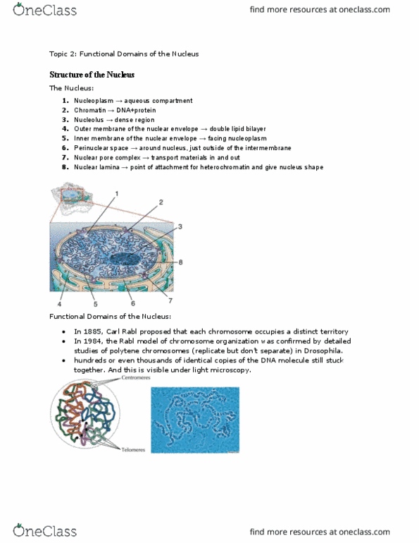 MCB 150 Lecture Notes - Lecture 19: Ribonucleoprotein, Tandemly Arrayed Genes, A Reminder thumbnail