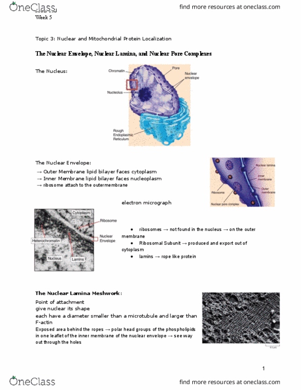 MCB 150 Lecture Notes - Lecture 20: Transfer Rna, Leucine, Prokaryote thumbnail