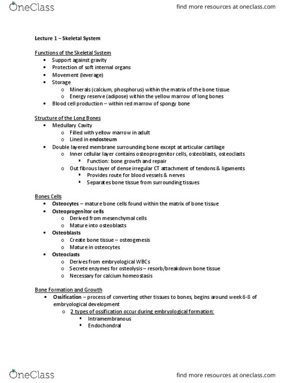 BIOM 3010 Lecture Notes - Lecture 1: Trochanter, Diaphysis, Shoulder Girdle thumbnail