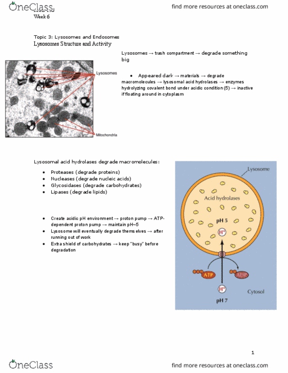 MCB 150 Lecture Notes - Lecture 23: Osmoregulation, Signal Peptide, Autophagosome thumbnail