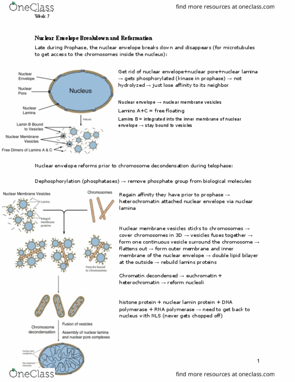 MCB 150 Lecture Notes - Lecture 27: Sister Chromatids, Dynein, Cytokinesis thumbnail