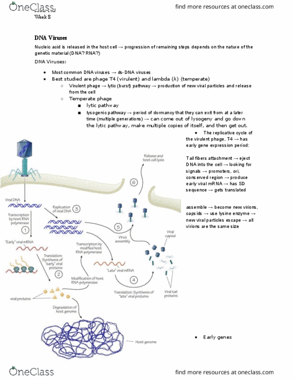 MCB 150 Lecture Notes - Lecture 30: Rna-Dependent Rna Polymerase, Secretion, Reverse-Transcriptase Inhibitor thumbnail