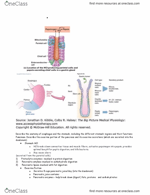 MIC 211 Lecture Notes - Lecture 21: Lymphatic System, Hepatic Portal System, Pancreatic Juice thumbnail