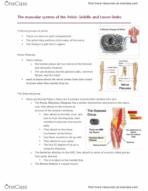 Kinesiology 2222A/B Lecture Notes - Lecture 1: Inferior Pubic Ramus, Vastus Lateralis Muscle, Femoral Vein thumbnail