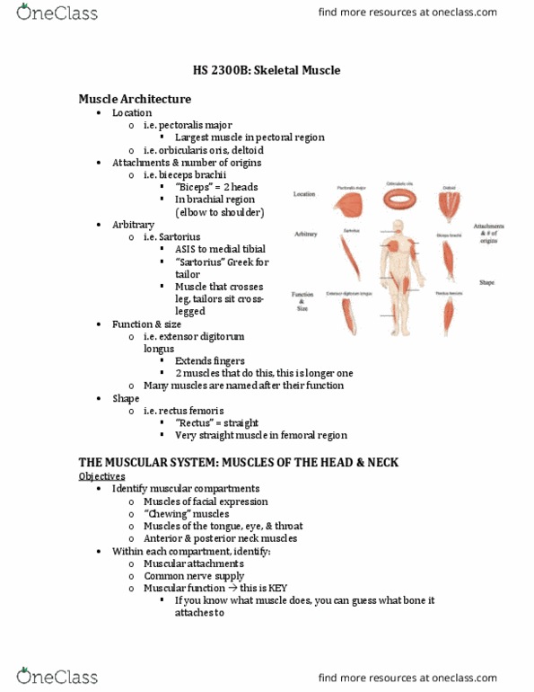 Kinesiology 2222A/B Lecture 1: 6-SkeletalMuscles pt.1 thumbnail