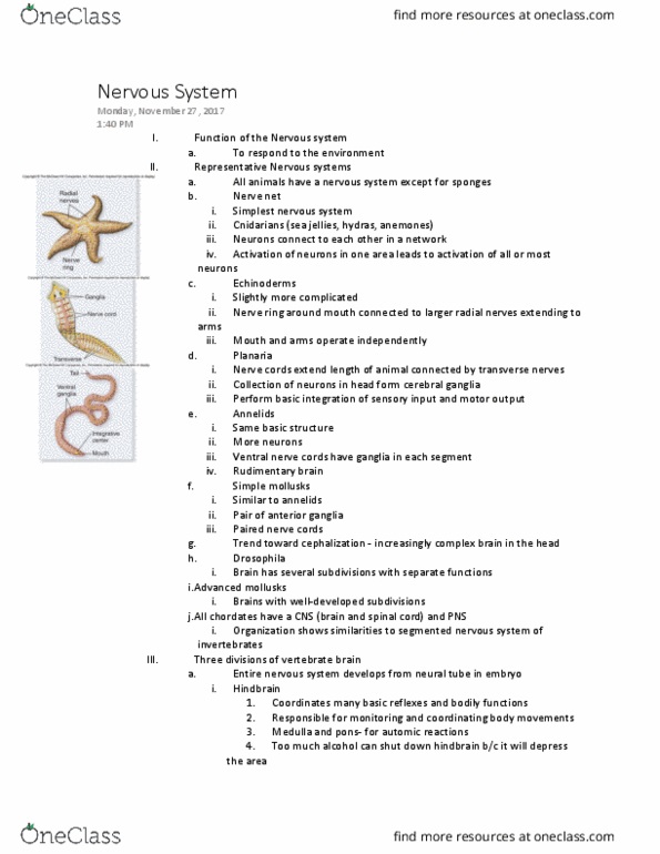 BIOL 1107 Lecture Notes - Lecture 14: Neuroglia, Midbrain, Dorsal Root Of Spinal Nerve thumbnail