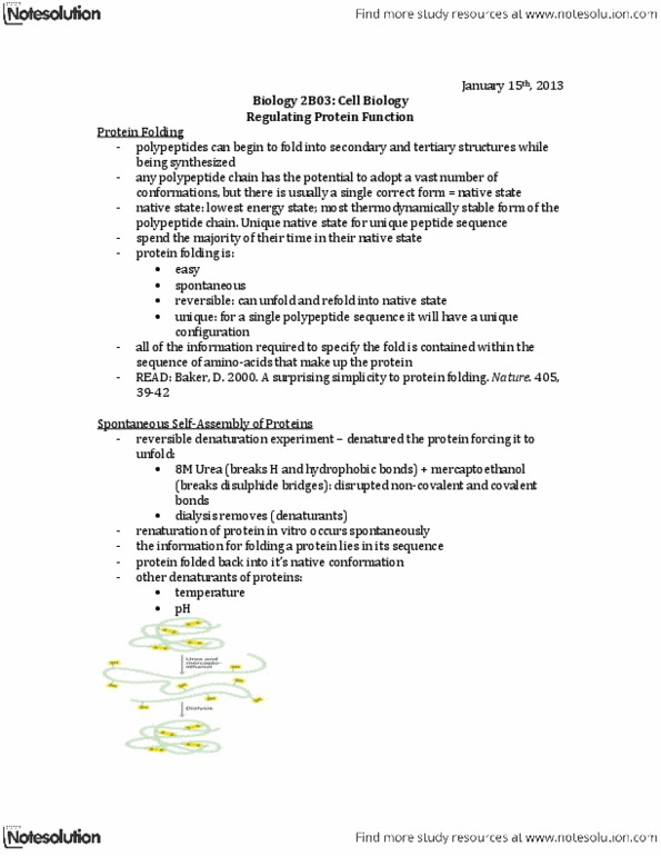 BIOLOGY 2B03 Lecture : regulating protein function.docx thumbnail