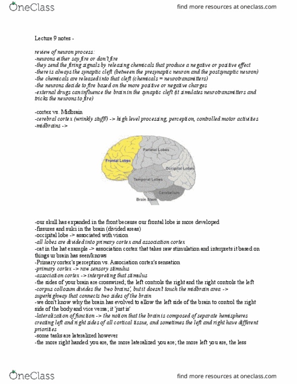 PSYA01H3 Lecture Notes - Lecture 9: Parietal Lobe, Proprioception, Visual Cortex thumbnail