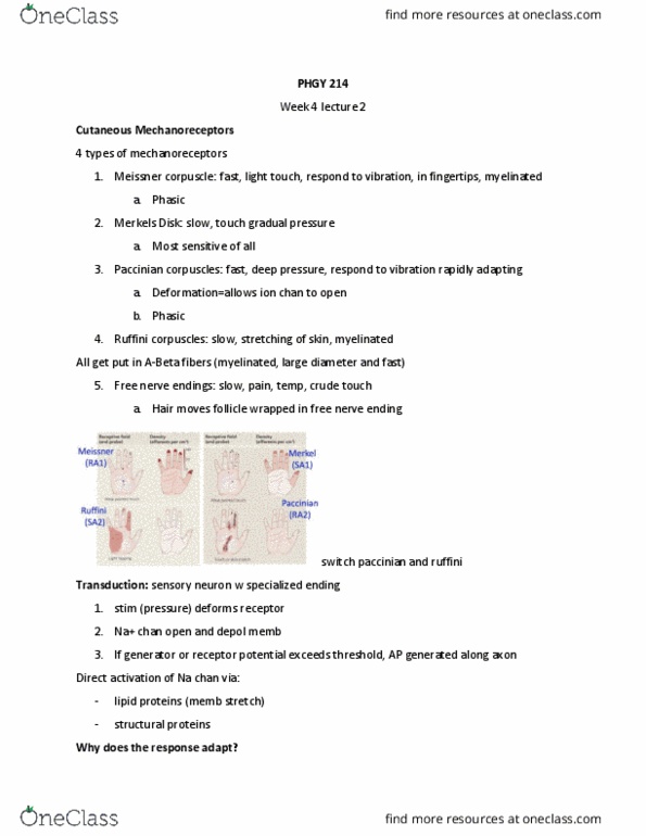 PHGY 214 Lecture Notes - Lecture 9: Mecha, Capsaicin, Thalamus thumbnail
