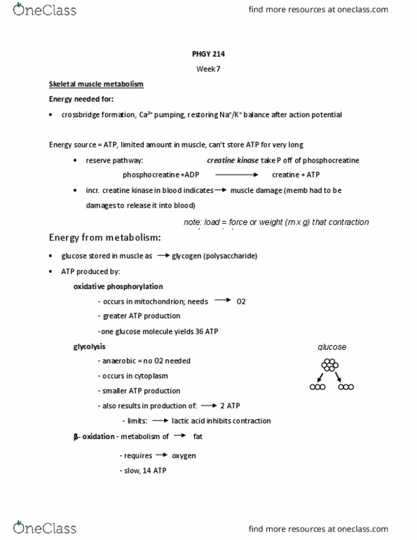 PHGY 214 Lecture Notes - Lecture 19: Antibody, Anaerobic Exercise, Vise thumbnail