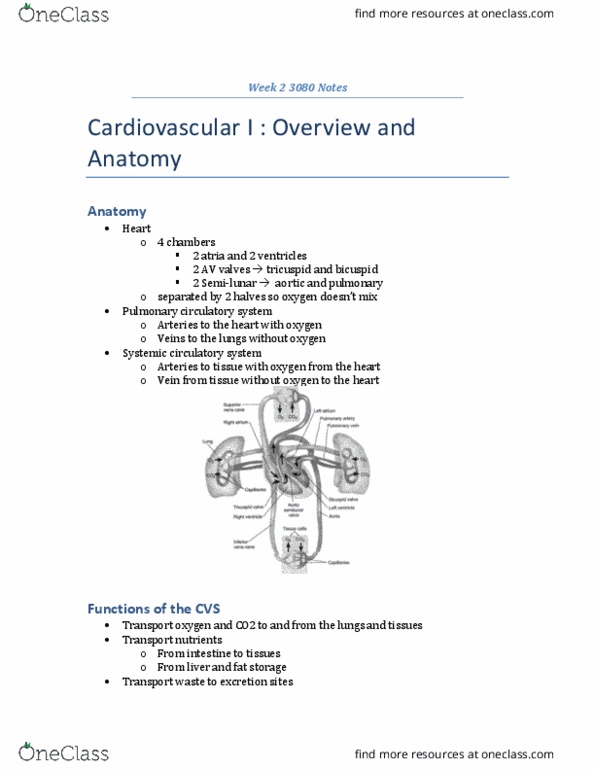 ANSC 3080 Lecture 2: Cardiovascular thumbnail