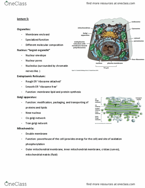BIOL 2201 Lecture Notes - Lecture 5: Phagocytosis, Myosin, Antibody thumbnail