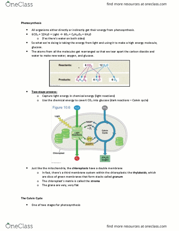 BIOL 1201 Lecture Notes - Lecture 4: Nitrogenous Base, Adenine, Photosynthetic Reaction Centre thumbnail