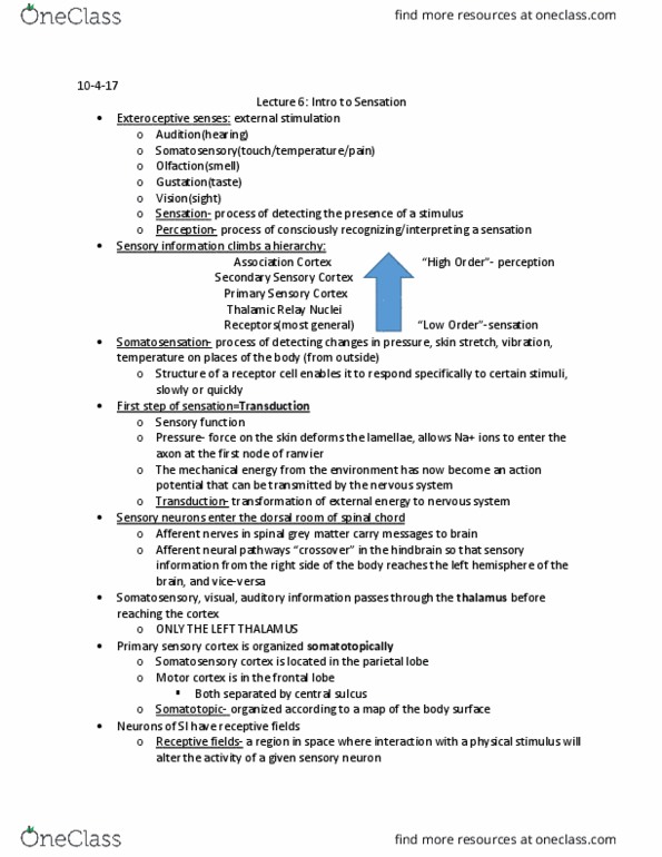 PSY 3061 Lecture Notes - Lecture 6: Motor Cortex, Central Sulcus, Frontal Lobe thumbnail