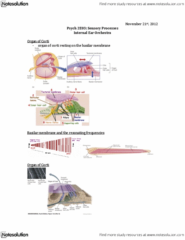 PSYCH 2E03 Lecture Notes - Tectorial Membrane, Basilar Membrane, Parvalbumin thumbnail