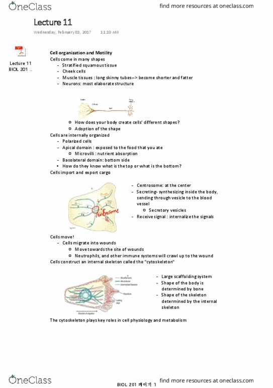 BIOL 201 Lecture Notes - Lecture 11: Mellophone, Cell Cortex, Cytokinesis thumbnail