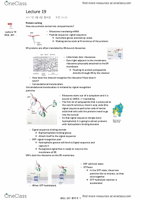 BIOL 201 Lecture Notes - Lecture 19: Sec61, Isoleucine, Protease thumbnail