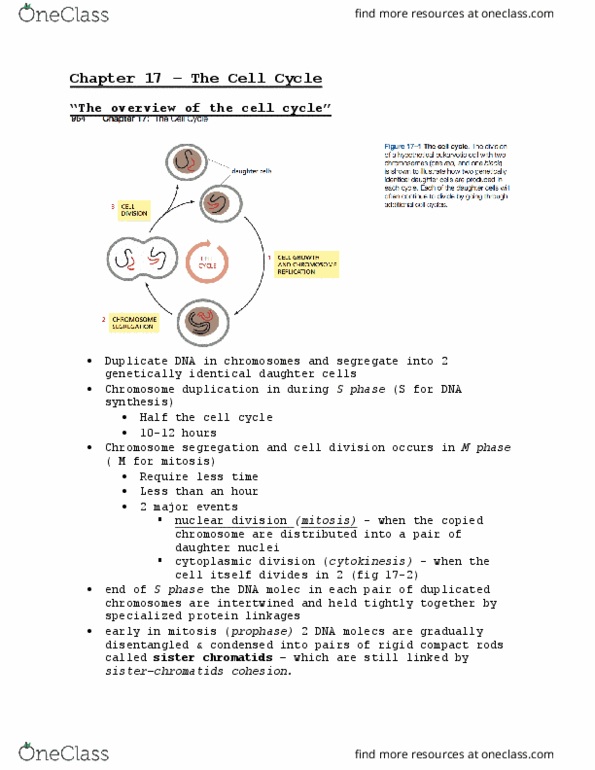 BLG 311 Chapter Notes - Chapter 17: Centromere, Metar, Cytoskeleton thumbnail