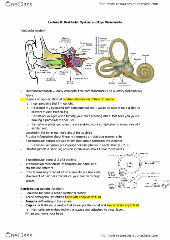Physiology 3120 Lecture Notes - Lecture 8: Brainstem, Characters Of Starcraft, Extraocular Muscles thumbnail