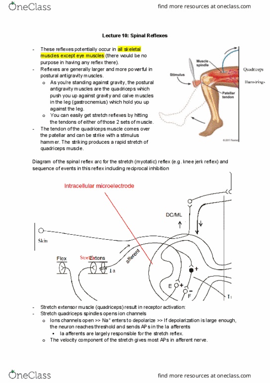 Physiology 3120 Lecture 10: Lecture 10 - Spinal Reflexes thumbnail