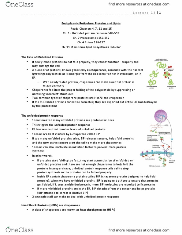 BIOL 2520 Lecture Notes - Lecture 13: Translocon, Transmembrane Protein, Glycolipid thumbnail