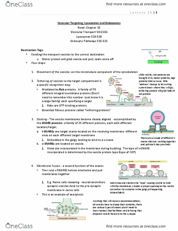 BIOL 2520 Lecture Notes - Lecture 15: Vacuole, Enzyme Replacement Therapy, Intellectual Disability thumbnail