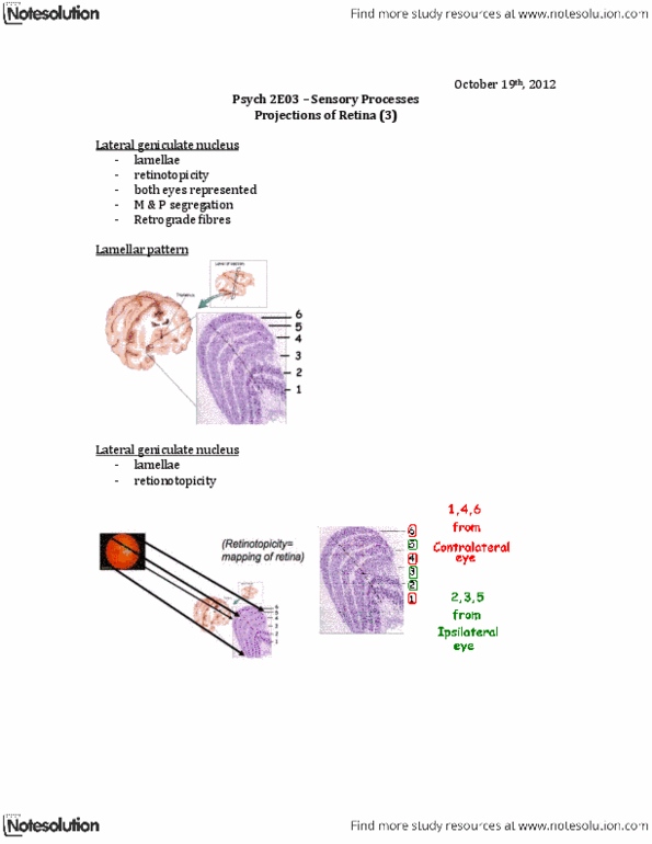 PSYCH 2E03 Lecture Notes - Lateral Geniculate Nucleus, Reticular Formation, Muscle Tone thumbnail