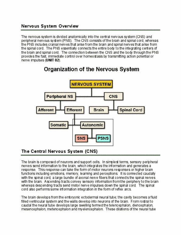 BIOM 3200 Chapter 3: Nervous System Overview thumbnail