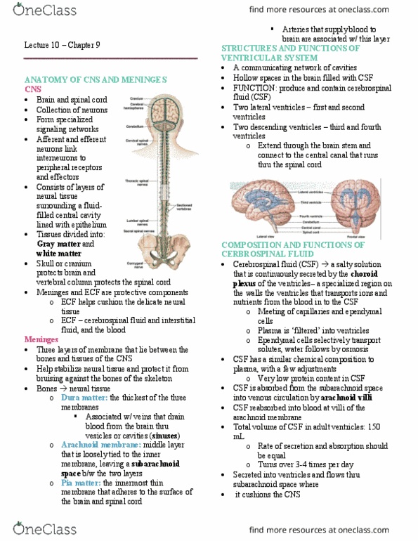 BPK 205 Lecture Notes - Lecture 10: Paracrine Signalling, Stretch Reflex, Neuron thumbnail