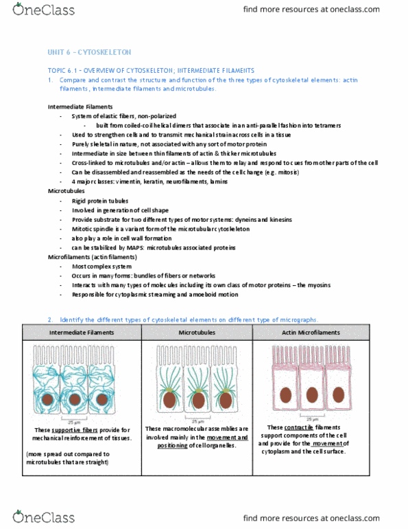 BIOL 200 Chapter Notes - Chapter 6: Conformational Change, Atp Hydrolysis, Cell Membrane thumbnail