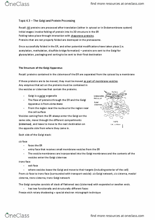 BIOL 200 Chapter Notes - Chapter 4: Phospholipid, Protein Precursor, Cell Membrane thumbnail