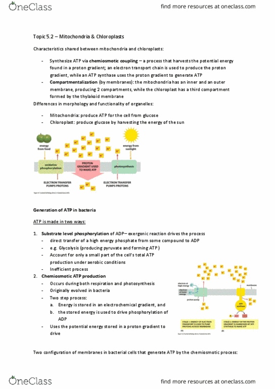 BIOL 200 Chapter Notes - Chapter 5: Photophosphorylation, Chromista, Methionine thumbnail