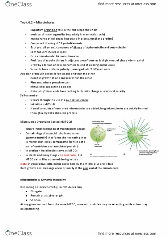 BIOL 200 Chapter Notes - Chapter 6: Axoneme, Molecular Motor, Cilium thumbnail