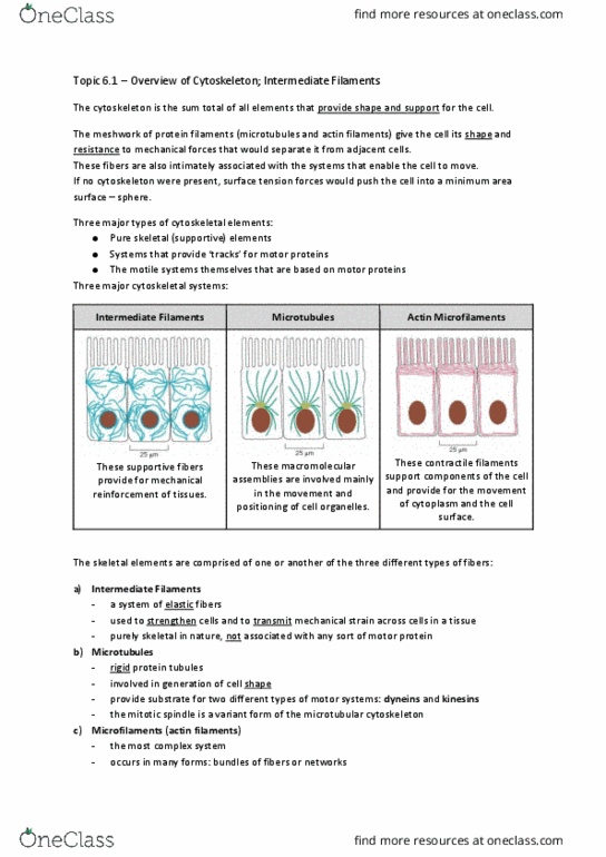 BIOL 200 Chapter Notes - Chapter 6: Prophase, Cytoplasmic Streaming, Mitosis thumbnail