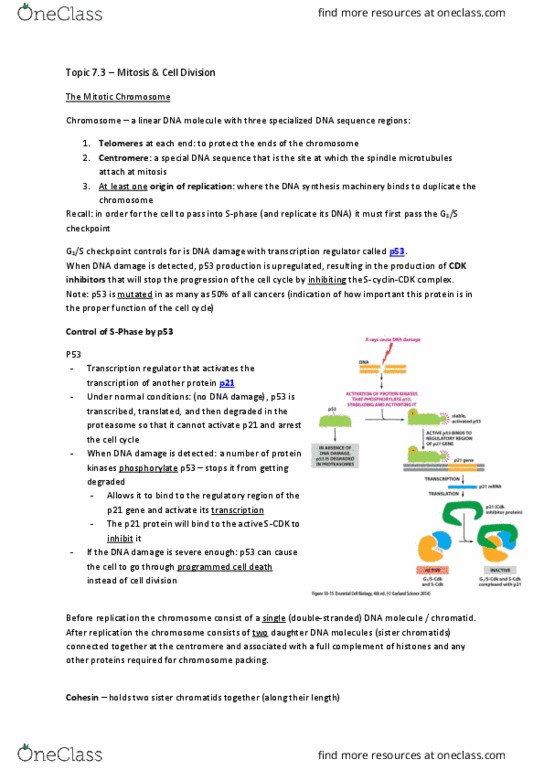 BIOL 200 Chapter Notes - Chapter 7: Prophase, Phragmoplast, Lamin thumbnail