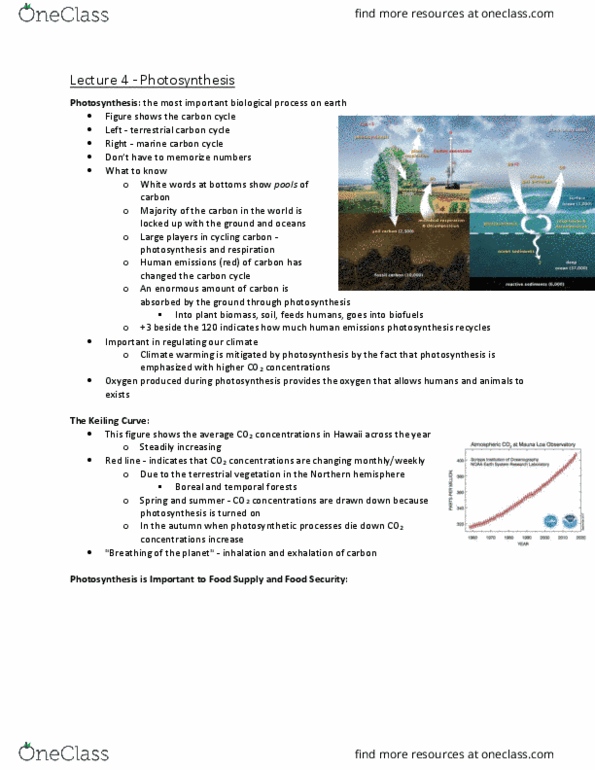 Biology 2601A/B Lecture Notes - Lecture 4: Carbon Cycle, C4 Carbon Fixation, Photosynthetic Reaction Centre thumbnail