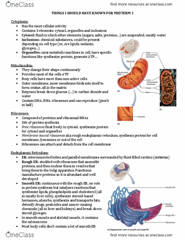 ANP 1105 Lecture Notes - Lecture 4: Endoplasmic Reticulum, Golgi Apparatus, Nuclear Membrane thumbnail