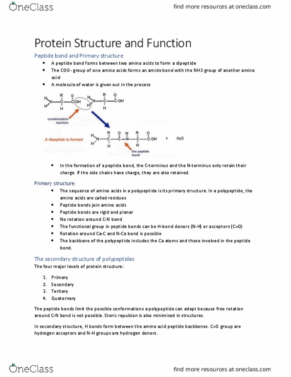 BIOCH200 Lecture Notes - Lecture 2: Protein Structure, Dipeptide, Peptide thumbnail