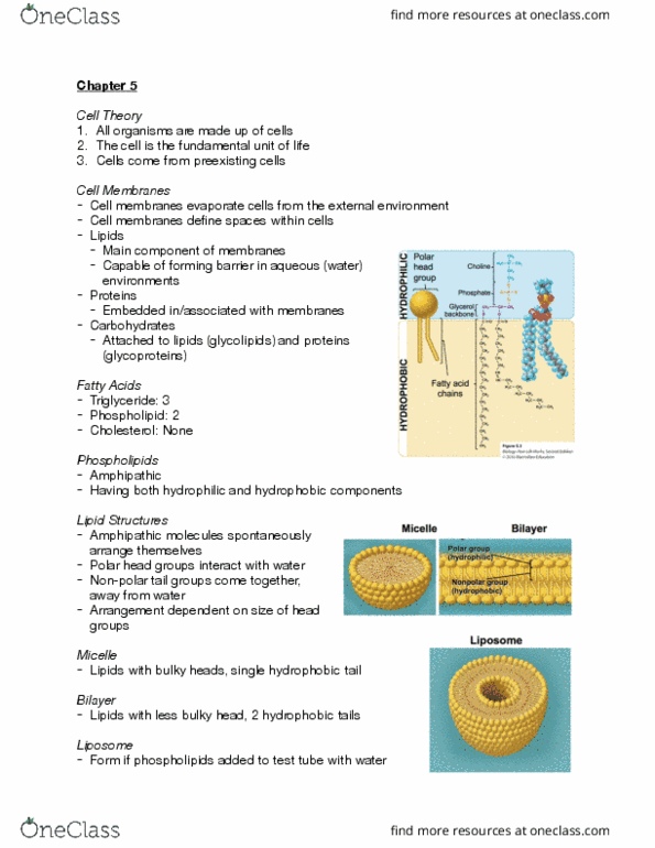 BI110 Chapter Notes - Chapter 5: Peripheral Membrane Protein, Lipid Raft, Membrane Protein thumbnail