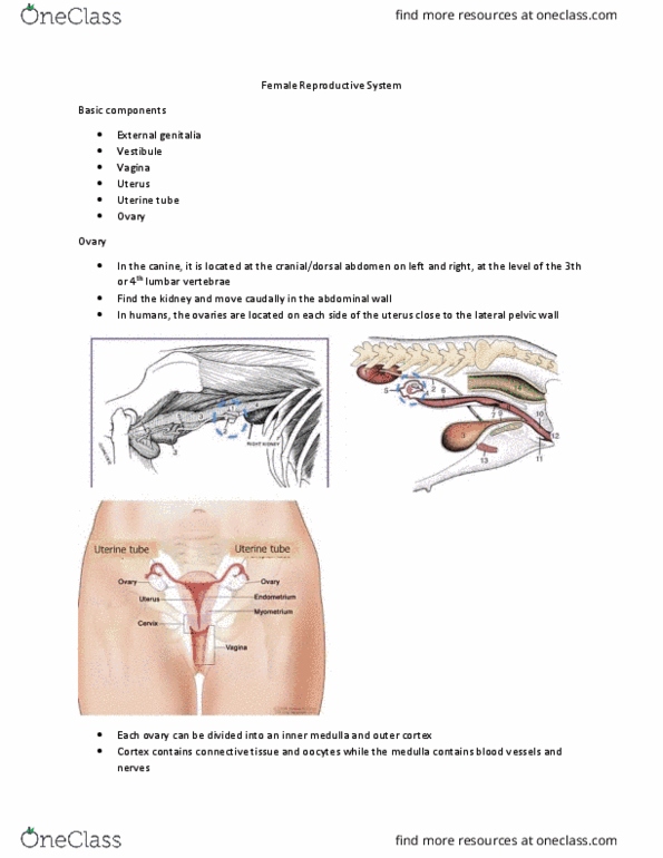 VIBS 305 Lecture Notes - Lecture 14: Uterine Horns, Fallopian Tube, Lumbar Vertebrae thumbnail